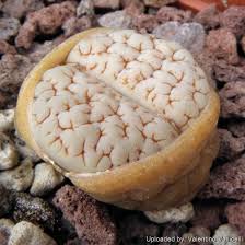 Attēlu rezultāti vaicājumam “Stemonitopsis gracilis macro”