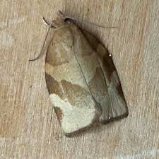 Attēlu rezultāti vaicājumam “Pandemis cerasana”