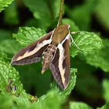 Attēlu rezultāti vaicājumam “Hyles gallii imago”