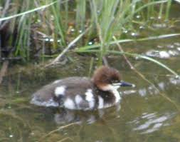 Attēlu rezultāti vaicājumam “Mergus merganser juvenile”