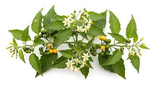 Attēlu rezultāti vaicājumam “Solanum nigrum leaf”