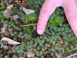 Attēlu rezultāti vaicājumam “Polytrichum juniperinum sporophyte”
