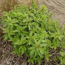 Image result for Eupatorium cannabinum
