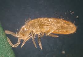 Attēlu rezultāti vaicājumam “Heteromurus nitidus”