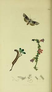 Attēlu rezultāti vaicājumam “Lithomoia solidaginis”