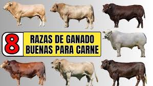 Image result for ganado bovino