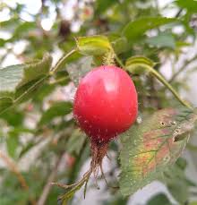 Attēlu rezultāti vaicājumam “Rosa villosa fruit”