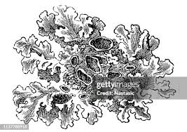 Attēlu rezultāti vaicājumam “Parmelina tiliacea”