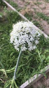 Attēlu rezultāti vaicājumam “Allium cepa”