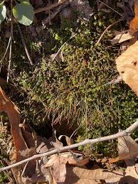 Attēlu rezultāti vaicājumam “Bryum funkii cells”