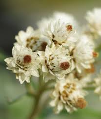 Attēlu rezultāti vaicājumam “Anaphalis margaritacea”