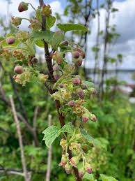 Attēlu rezultāti vaicājumam “Ribes nigrum flower”