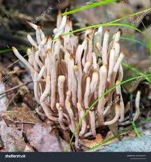 Attēlu rezultāti vaicājumam “Clavaria fumosa”