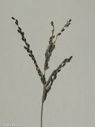 Attēlu rezultāti vaicājumam “Digitaria ischaemum leaf”