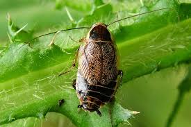 Attēlu rezultāti vaicājumam “Ectobius sylvestris”