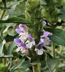 Attēlu rezultāti vaicājumam “Prunella vulgaris”