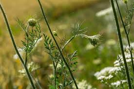 Attēlu rezultāti vaicājumam “Daucus sativus flower”