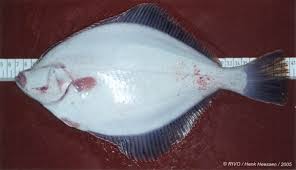 Image result for Platichthys flesus