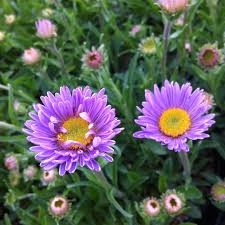 Image result for Aster alpinus