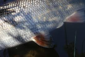 Image result for Ptychocheilus grandis