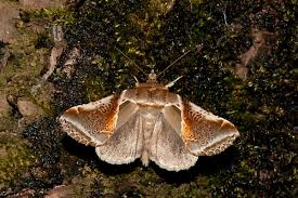 Attēlu rezultāti vaicājumam “Habrosyne pyritoides”