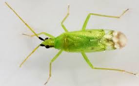 Attēlu rezultāti vaicājumam “Lycogala persicum macro”