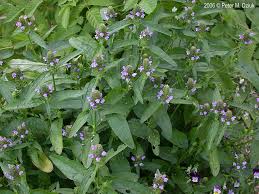 Attēlu rezultāti vaicājumam “Prunella vulgaris leaf”