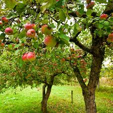 Image result for Rosengewächse