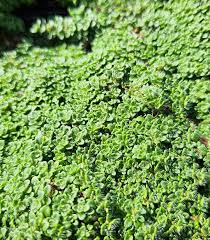 Image result for Thymus serpyllum