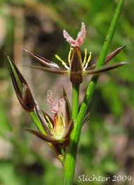 Attēlu rezultāti vaicājumam “Juncus compressus”