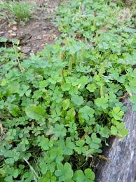Attēlu rezultāti vaicājumam “Oxalis acetosella”