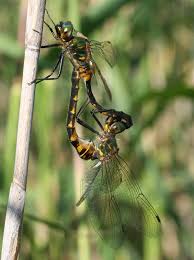 Attēlu rezultāti vaicājumam “Somatochlora flavomaculata”