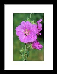 Image result for Lavatera thuringiaca