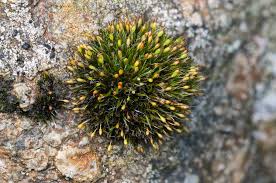 Attēlu rezultāti vaicājumam “Sphagnum platyphyllum”