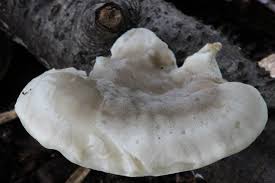 Attēlu rezultāti vaicājumam “Postia tephroleucus”