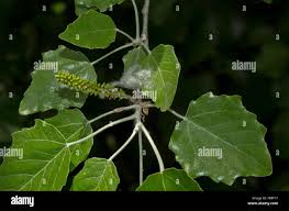 Attēlu rezultāti vaicājumam “Populus x canescens”