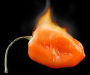 Cosmic Chile - Really Hot Pepper