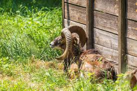 Attēlu rezultāti vaicājumam “Ovis aries juvenile”