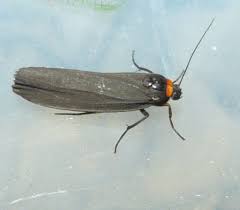 Attēlu rezultāti vaicājumam “Atolmis rubricollis”