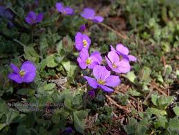 Image result for Aubrieta hybrida (cultorum)