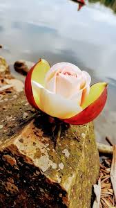 Image result for rosa aquatica