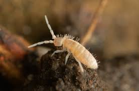 Attēlu rezultāti vaicājumam “Heteromurus nitidus”