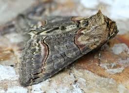 Attēlu rezultāti vaicājumam “Abrostola triplasia”