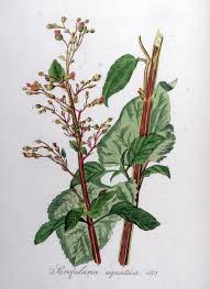 Attēlu rezultāti vaicājumam “Scrophularia umbrosa”