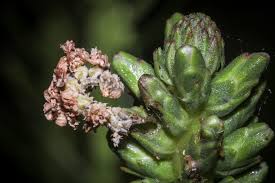 Attēlu rezultāti vaicājumam “Gleditsia triacanthos bud”
