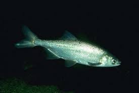 Image result for Mylopharodon conocephalus