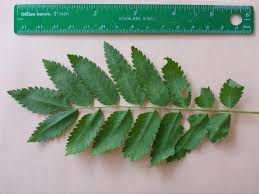 Attēlu rezultāti vaicājumam “Sorbus aucuparia leaf”