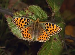 Attēlu rezultāti vaicājumam “Issoria lathonia upperside”