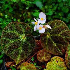 Attēlu rezultāti vaicājumam “Retinia resinella exuvia”