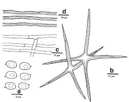 Attēlu rezultāti vaicājumam “Asterodon ferruginosus”